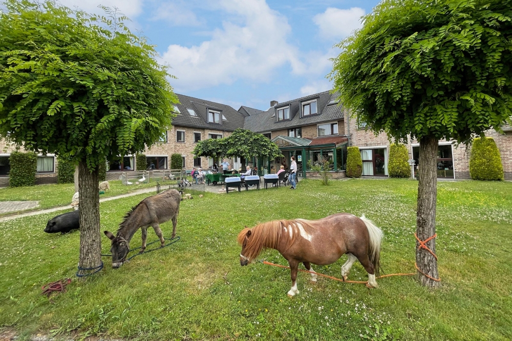 Rés de Plateau animatie dieren 26