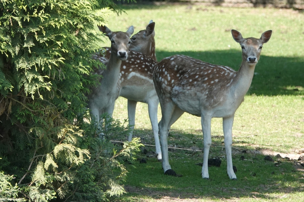 Seniorenhof tuin 03